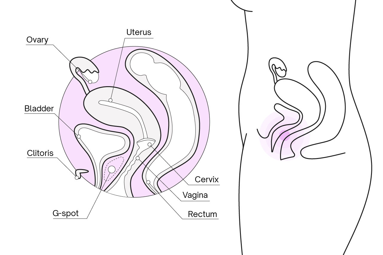 A medical illustration of internal vaginal anatomy with the G-spot region highlighted on the front wall.